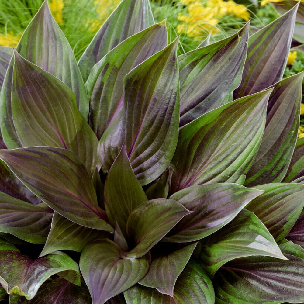 Funkia 'Red Ninja' (Hosta)